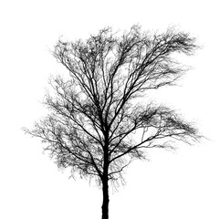Obraz premium Black bare tree photo silhouette isolated on white