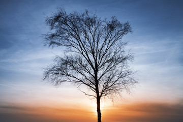 Fototapeta na wymiar Silhouette of bare tree over colorful cloudy sky