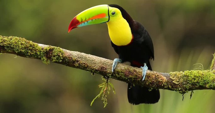 Keel-billed Toucan, Ramphastos sulfuratus, sitting on the branch in the forest. Bird with big bill. Wildlife scene from tropic nature. Birdwatching of Costa Rica, Central America