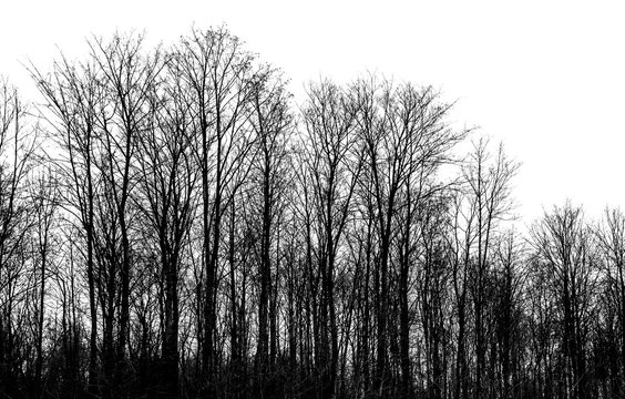 Bare trees isolated on white background