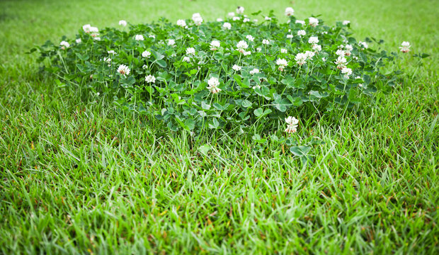 White clover flowers grow on summer lawn