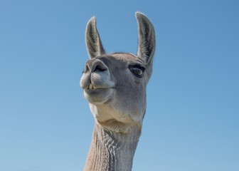 Llama Head View © Roy Pedersen