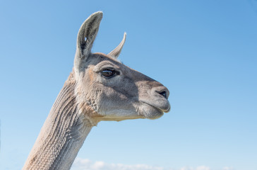 Llama Head and Neck © Roy Pedersen