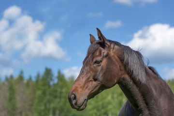 Obraz na płótnie Canvas Beautiful purebred horse portrait on summer day