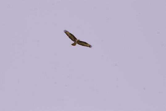 Birdwatching poiana (Buteo buteo)