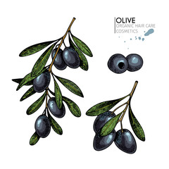 Vector set of hair care ingredients. Organic hand drawn elements. Farm market vegetables. Colored black olive branches.