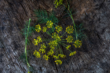 Fresh dill on a wooden surface