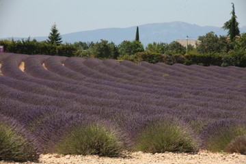 champ de lavandes