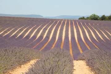 champ de lavandes 