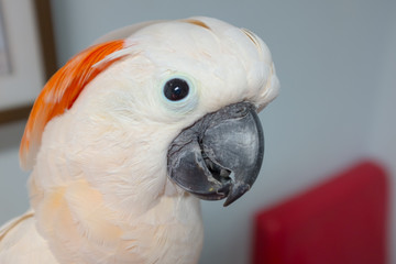 cockatoo