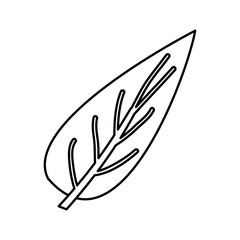 sketch contour of big aovada leaf plant