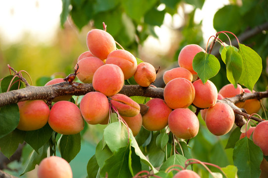 Ripe apricots on a tree