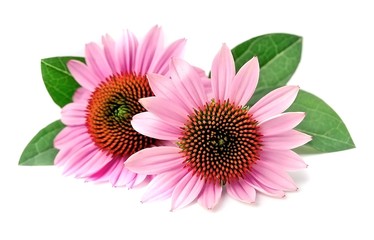 Echinacea flowers .