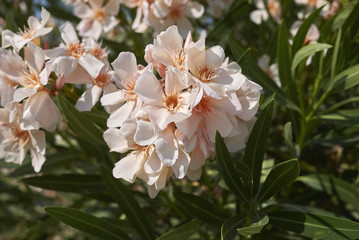 Oleander