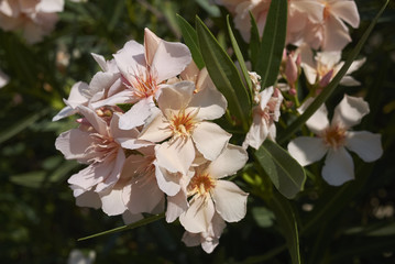 Oleander