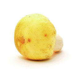 russula violeipes mushroom