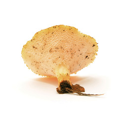 polyporus alveolaris mushroom