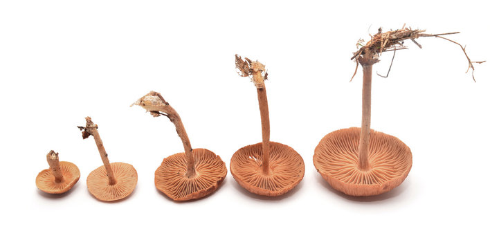 xerula radicata mushrooms