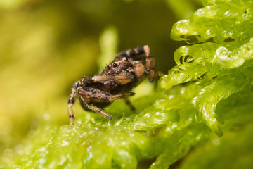 Spider sits on a leaf in the forest