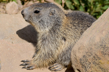 Marmotte au Lac d'Allos