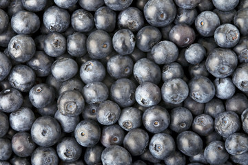 Background made of blueberries