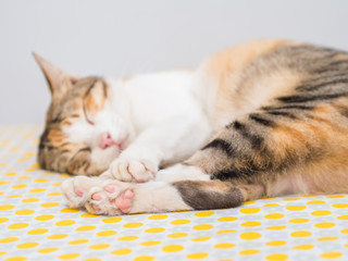 Fototapeta na wymiar Paw of Striped Cat Sleep on Bed