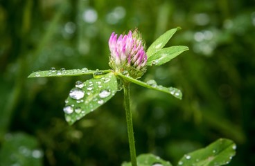 Alpen Blume Pflanzen Berge Macro Nahaufnahme