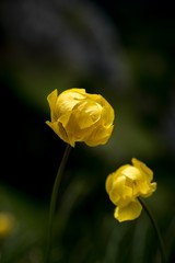 Alpen Blume Pflanzen Berge Macro Nahaufnahme