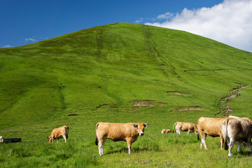 Fototapeta premium Auvergne