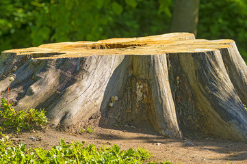 big stump from an old tree