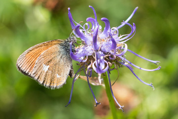 Chestnut Heath (Coenonympha glycerion)
