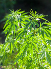 Hanfpflanze Cannabis Rauschgift