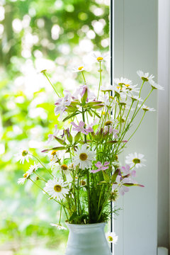 Field flowers of chemist's daisy near the window