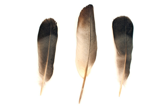 Feathers isolated on white background