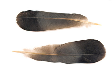 Fototapeta na wymiar Feathers isolated on white background