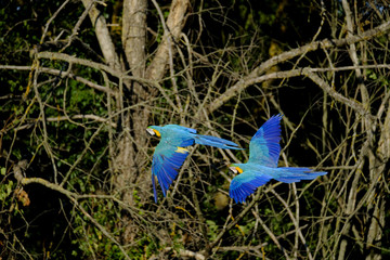 Guacamayo Azul
