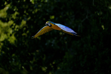 Guacamayo Azul