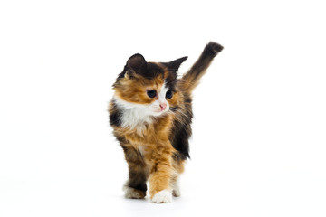 Furry kitten on white background isolated