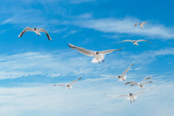 Seagulls sky