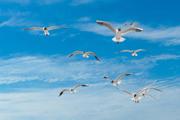 Seagulls sky