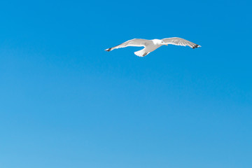 Seagulls sky