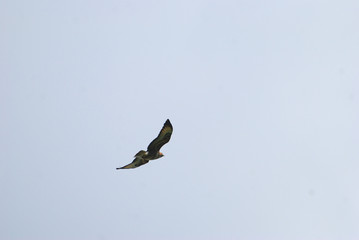 Birdwatching in Sardegna