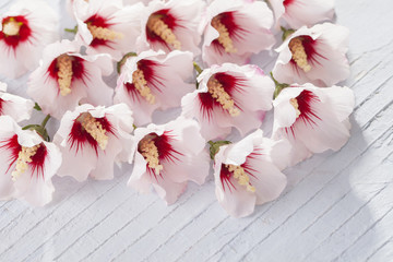 hibiscus flowers