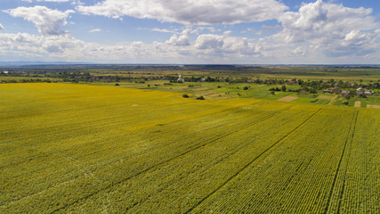 aerial view agriculture field summer day. Summer day landscape. 