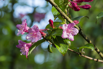 Dew drop on pink bloom blossom.
