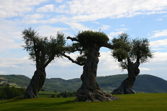 drei uralte Olivenbäume