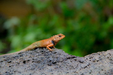 Select eye focus Lizard in thailand. Beautiful Chameleon species in Thailand perched on branch in nature.( Bearded Dragon)