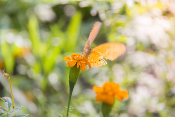 soft focus white butterfly color sit on flower. Colorful white butterfly with green leaf.