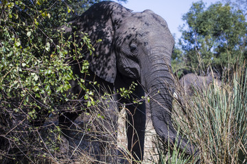 Obraz premium Elephant - Close Up