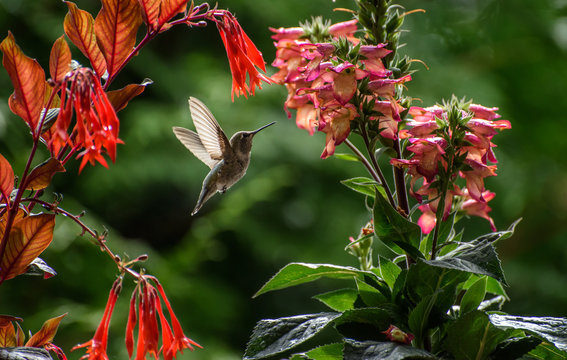 Anna's Hummingbird Fuchsia 5685